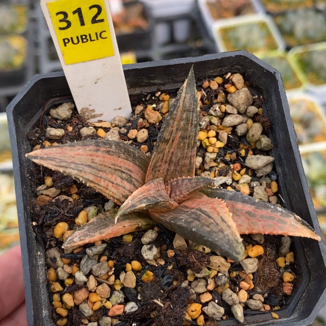 312黑王龙鳞锦一物一拍