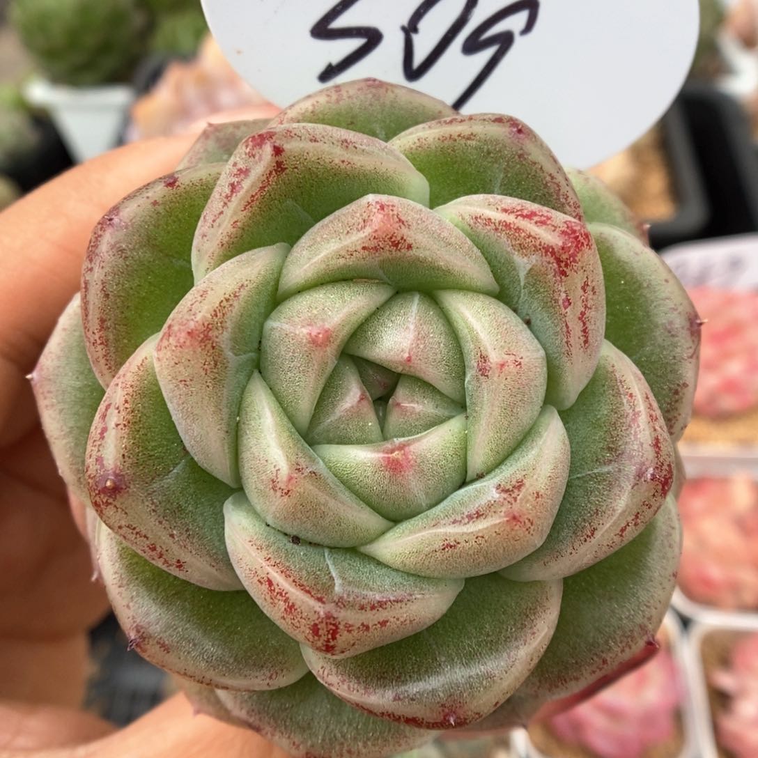 珍妮麦秆可拍309号。