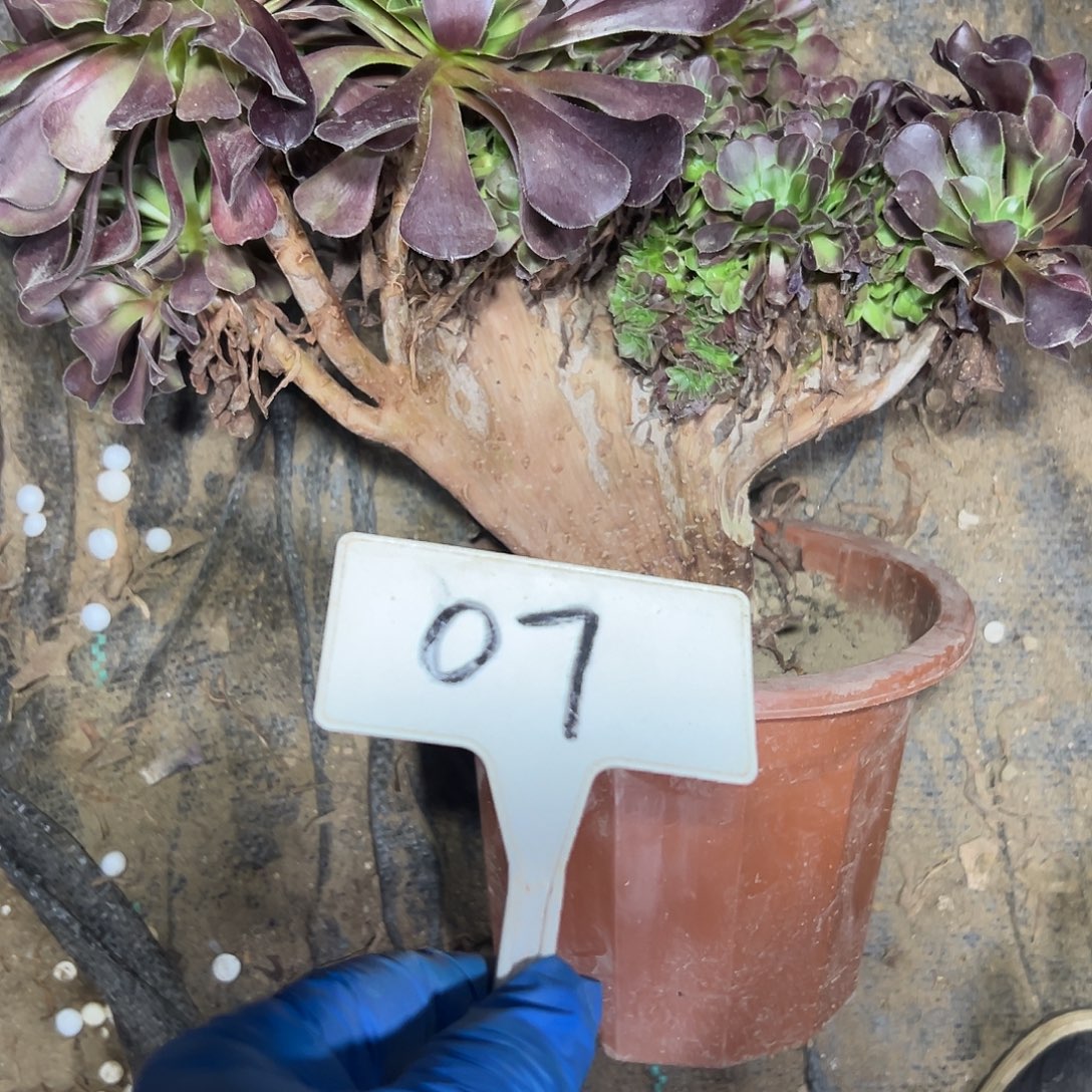 多肉植物欧子一体化07