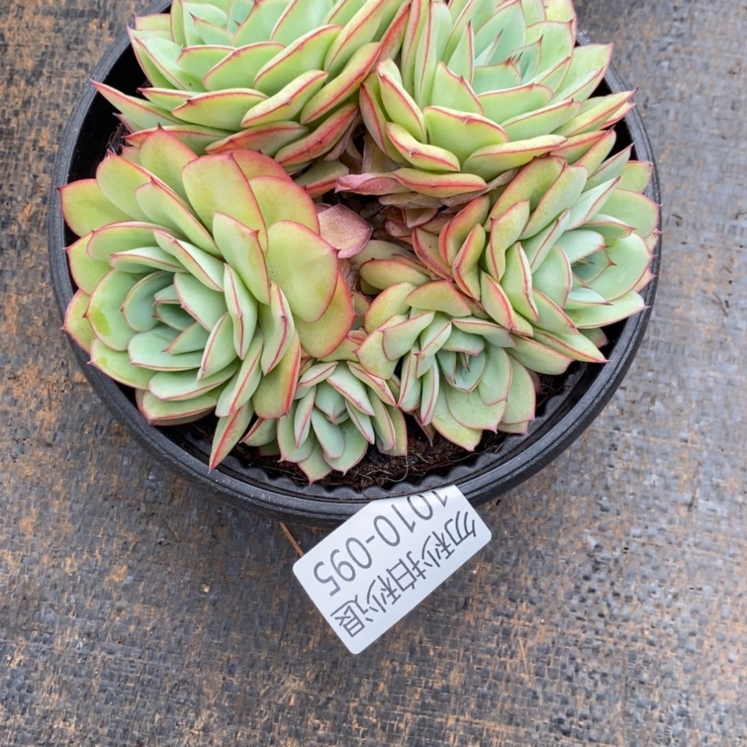 两单包邮1010-95牡丹亭