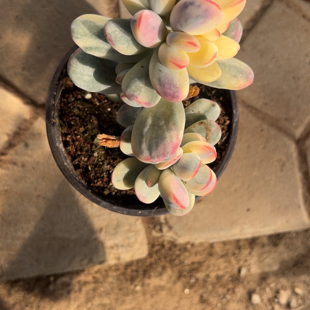 七*～多肉乒乓福娘锦2266号