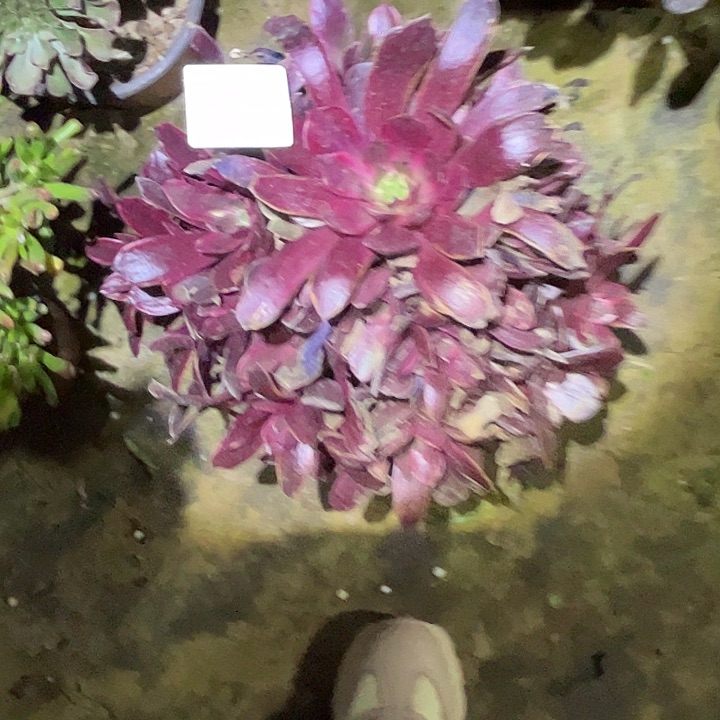 期**季多肉法师植物链接29