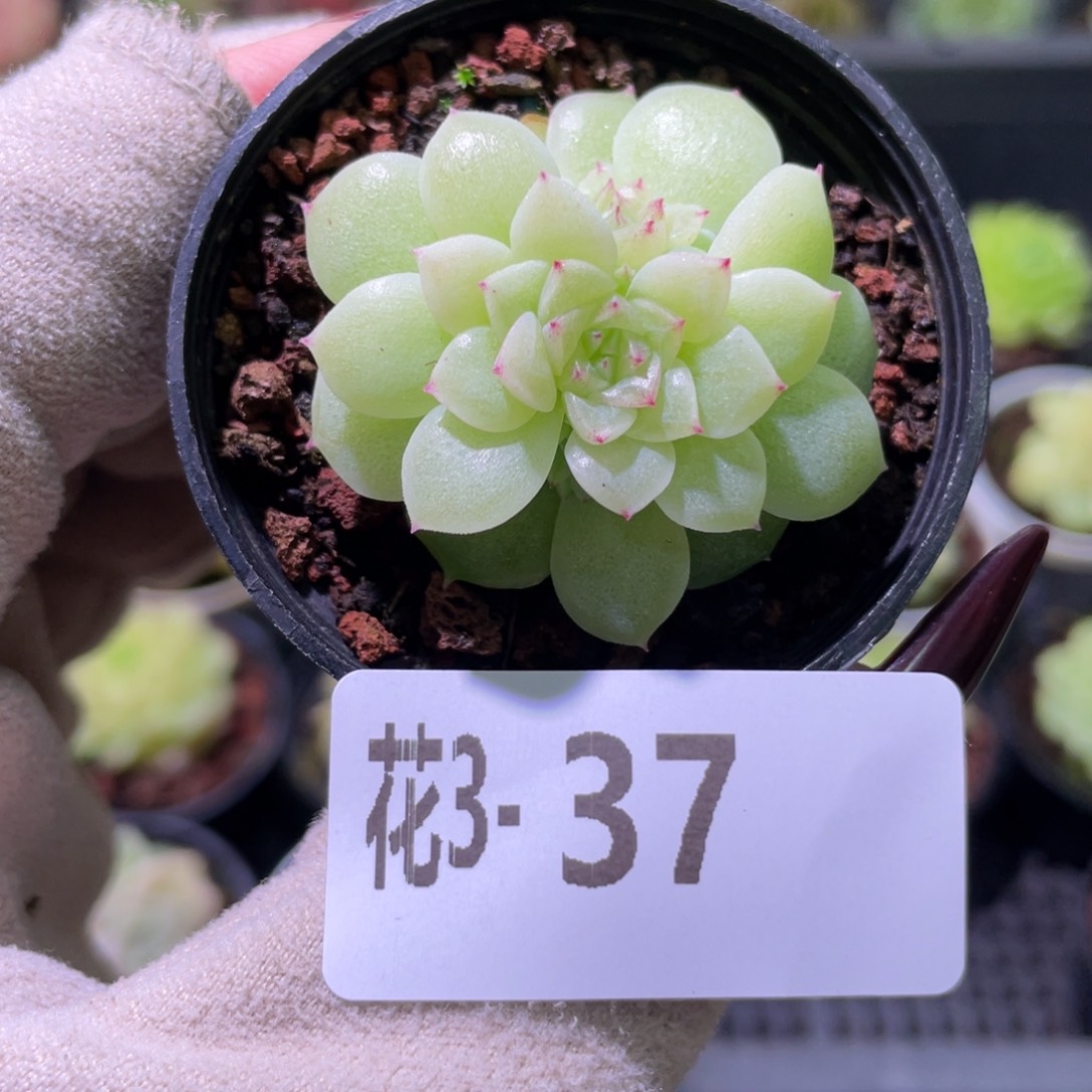 花利美3-37麦秆带侧芽