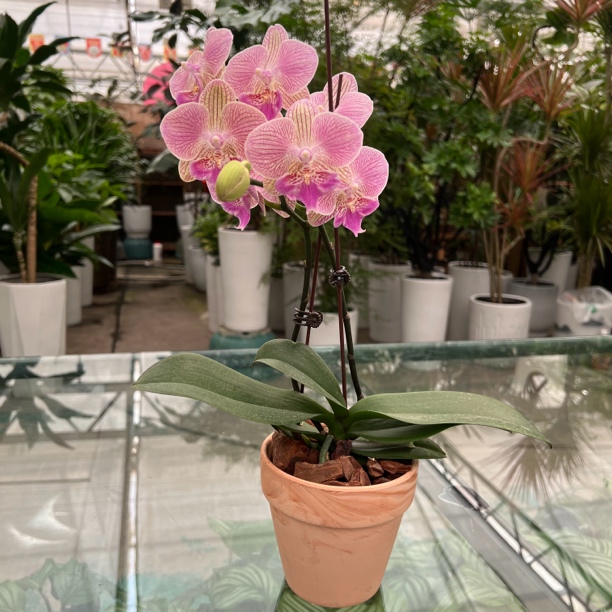 蝴蝶兰三色堇优质苗情花色鲜艳室内好养活绿植花卉