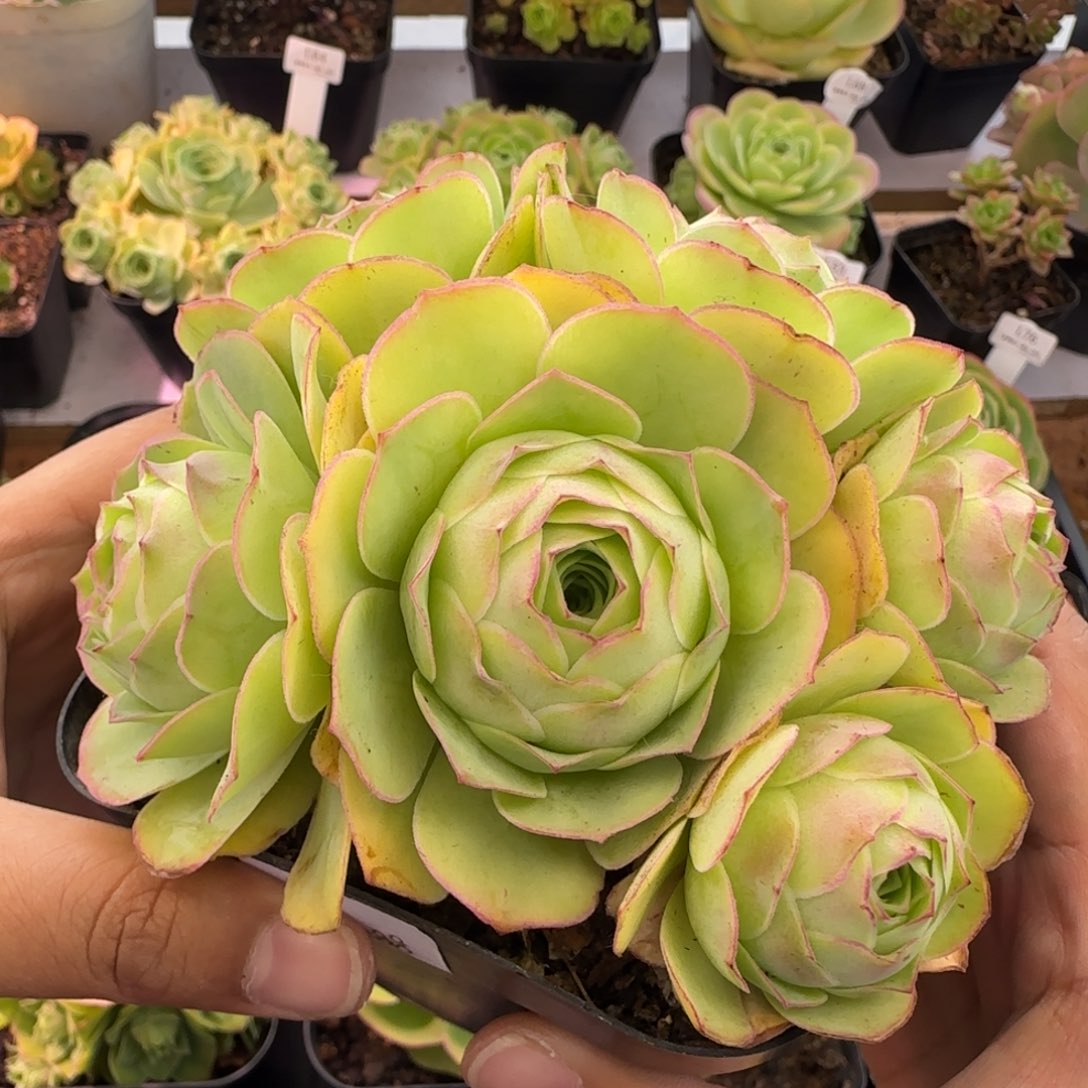 L88半城玫瑰绒宵