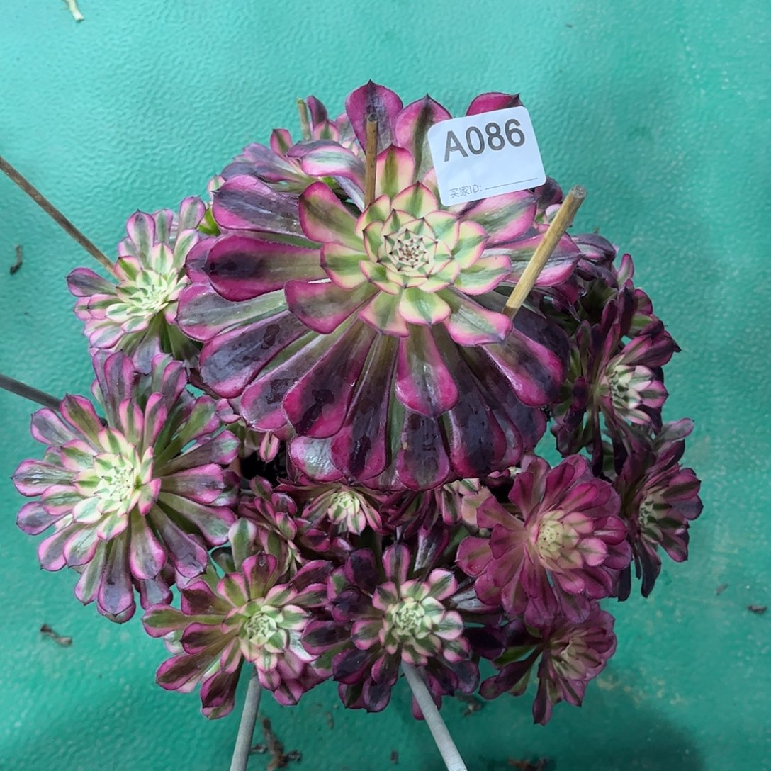 J***y多肉红铜0000000086