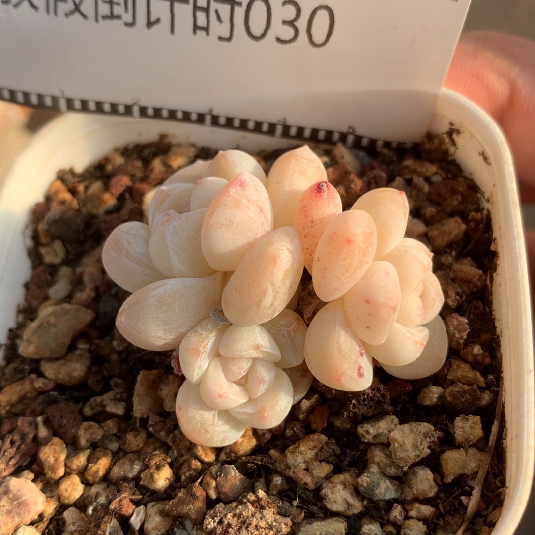 丸叶奶油自然群冰玉