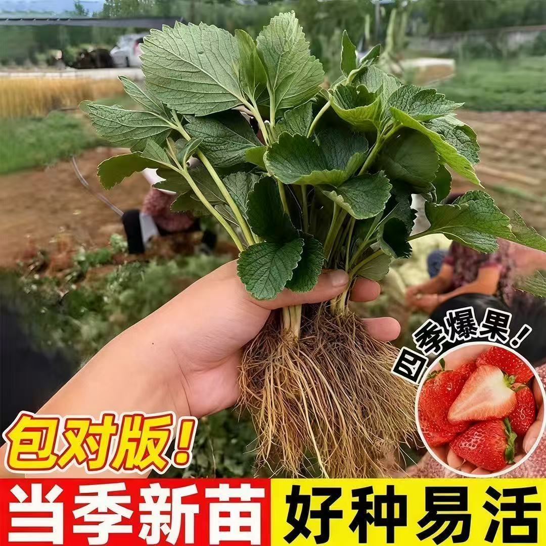 四季奶油草莓苗盆栽南方北方阳台水果庭院种植黑珍珠草莓苗
