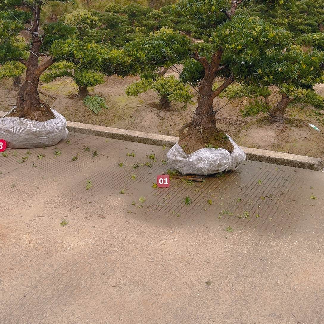 …***完全开放Jun罗汉松基地发货