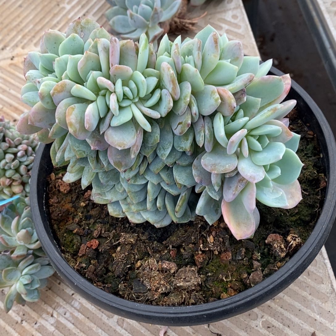 朵***朵小虎多肉一物一拍星影