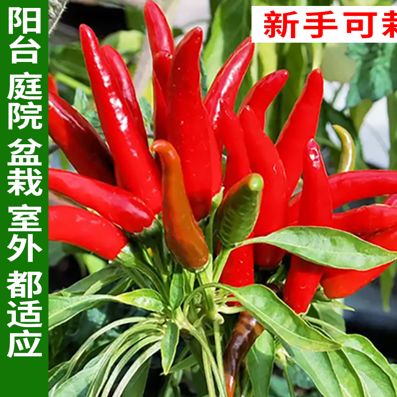 贵农巅峰 辣椒（盆栽）