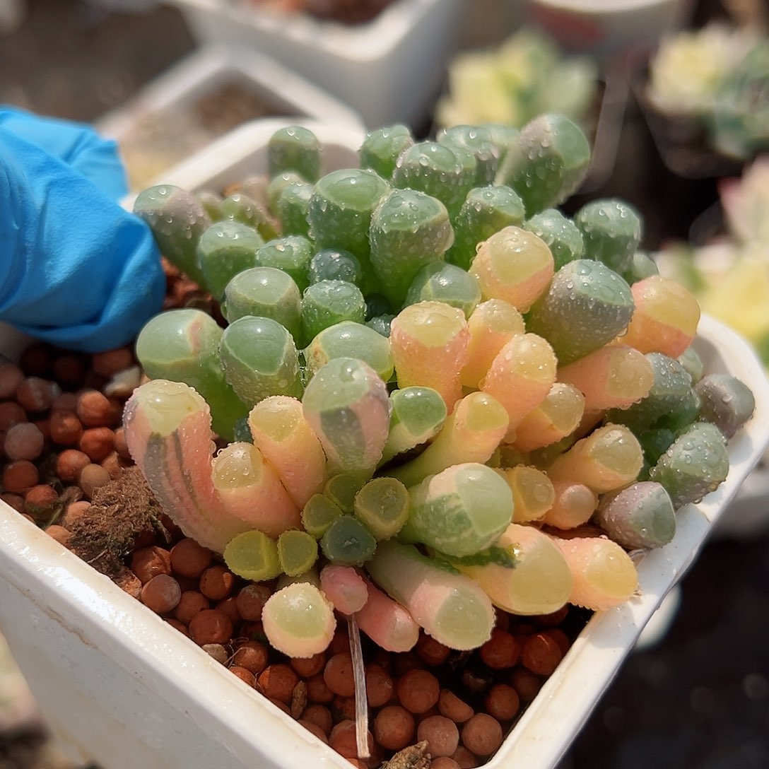 五十铃玉锦，多肉植物