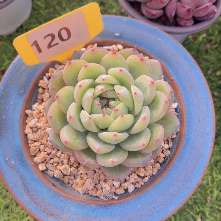 健健康康平平安安