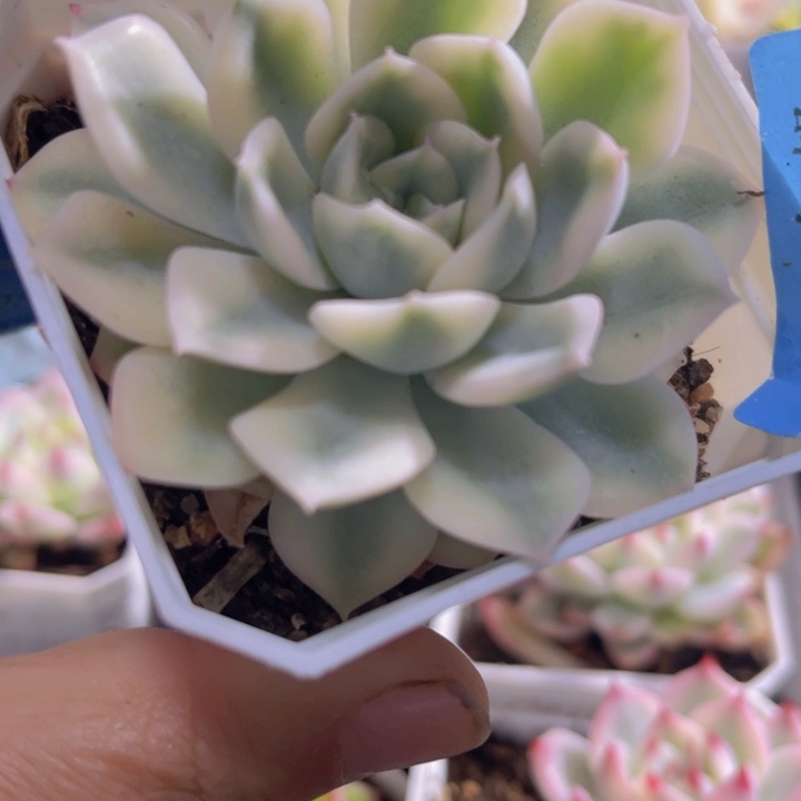 月亮仙子锦多肉植物253