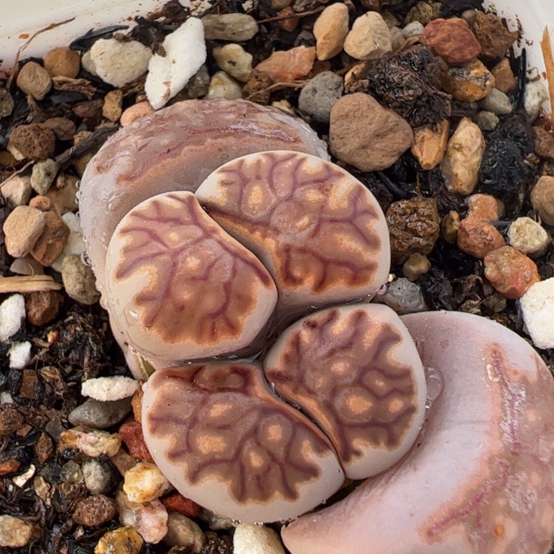 452多肉植物百科