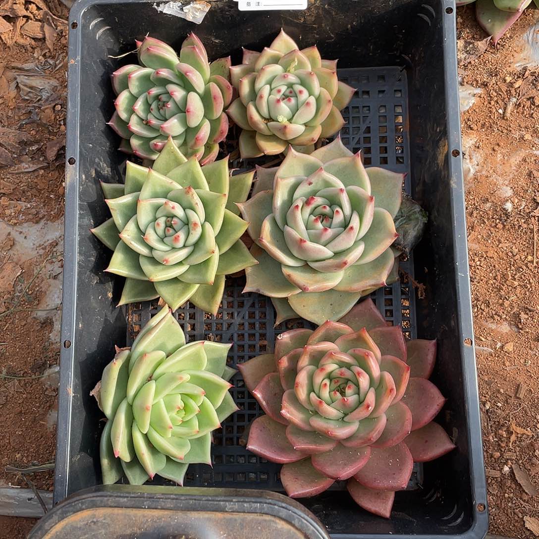 若如东云单拍E739