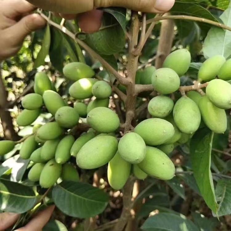橄榄树苗太平洋橄榄苗黄橄榄苗 甜橄榄苗 黑橄榄 乌榄正宗嫁接苗
