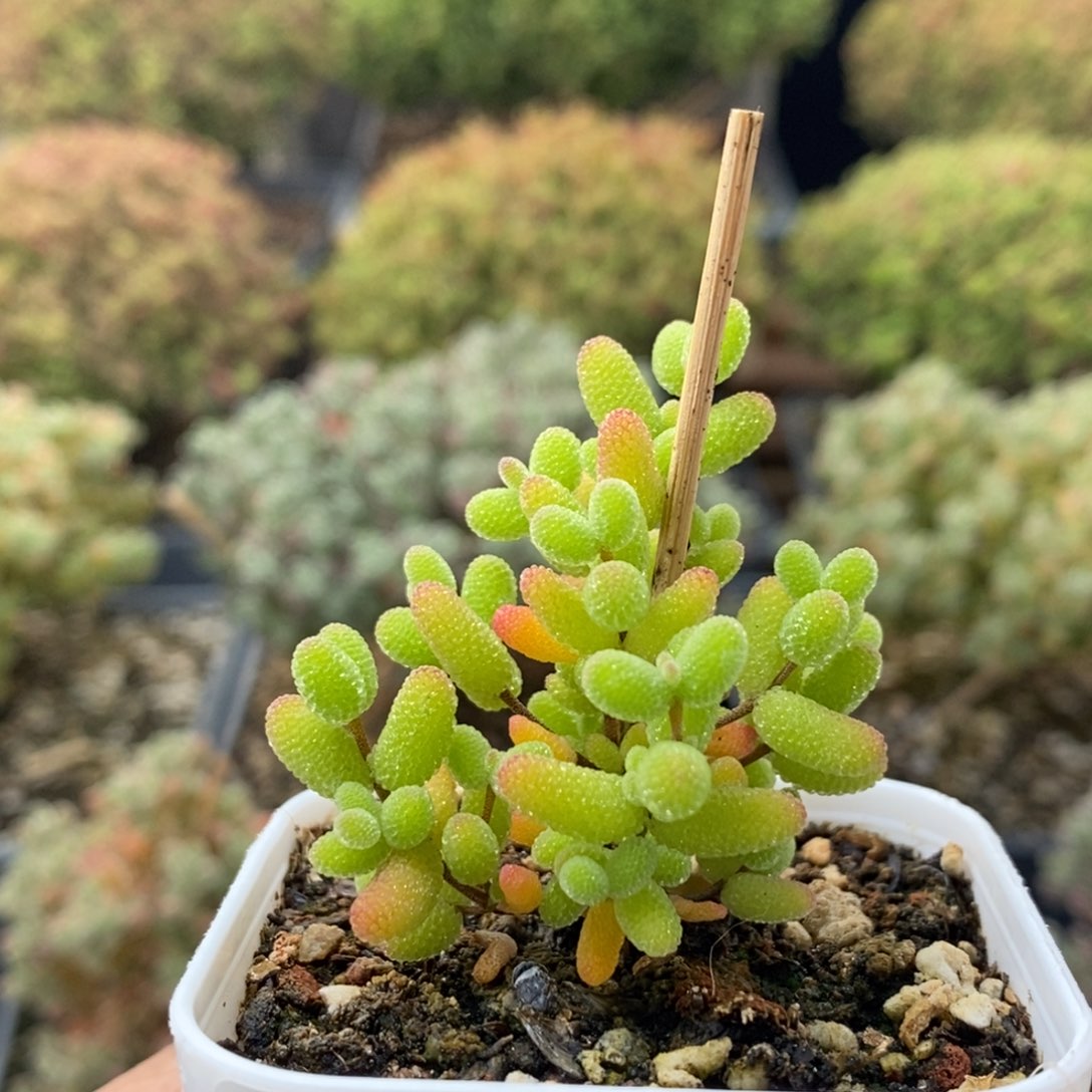 金橘糖球1945枝干番杏