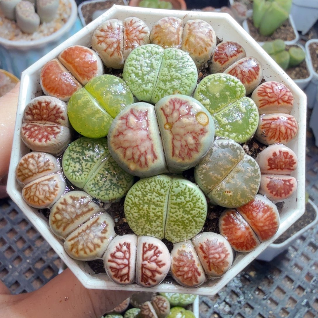 多肉植物的生长发育和631