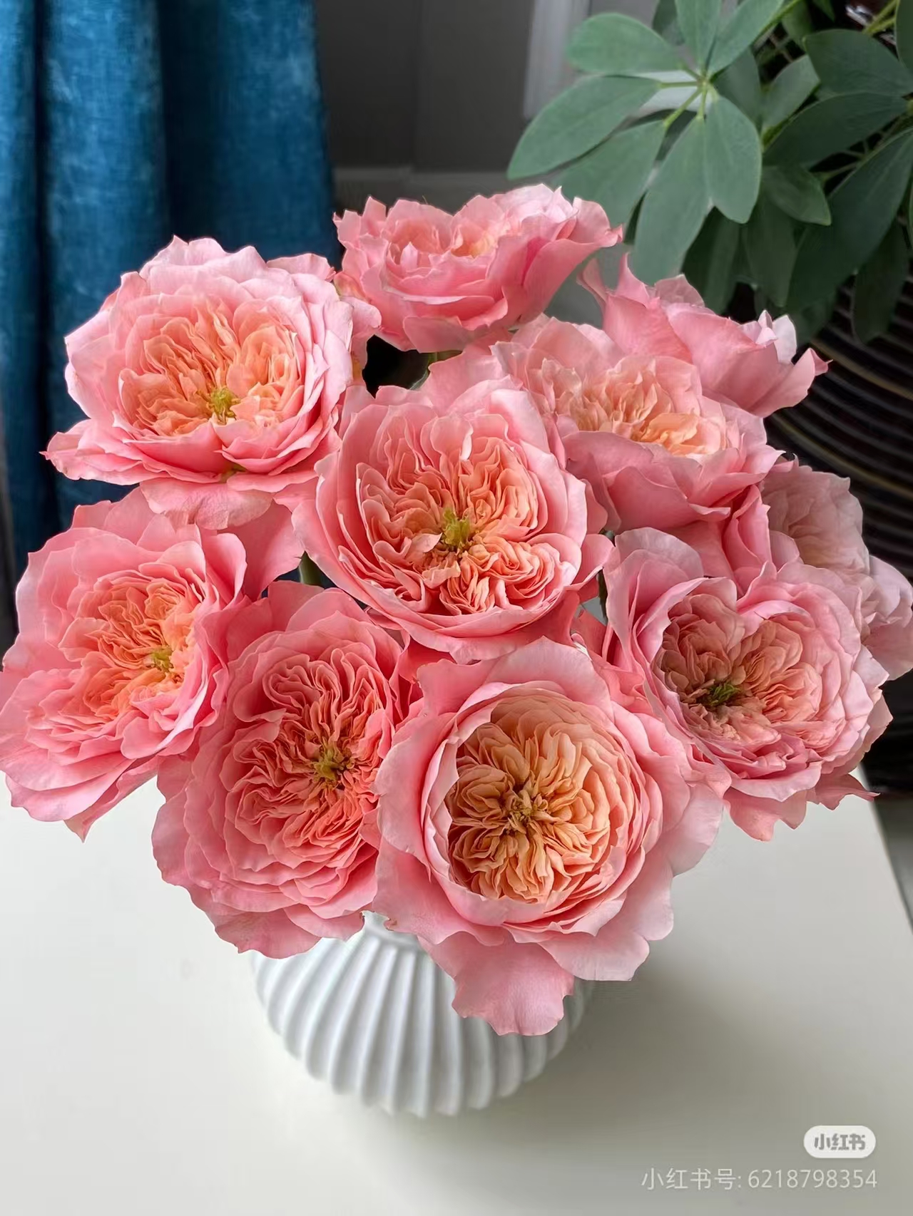 美琴玫瑰18支+2支防损 收到先醒花拍1单发中通2单升级快递