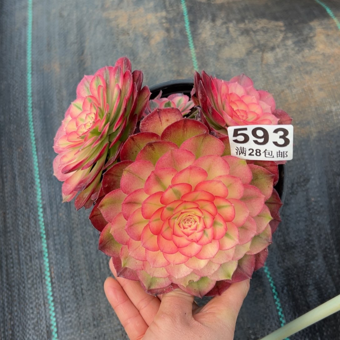 多肉植物593荔枝