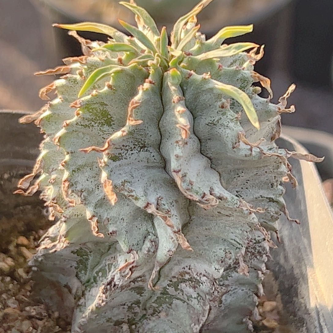 白衣魁伟玉仙人球