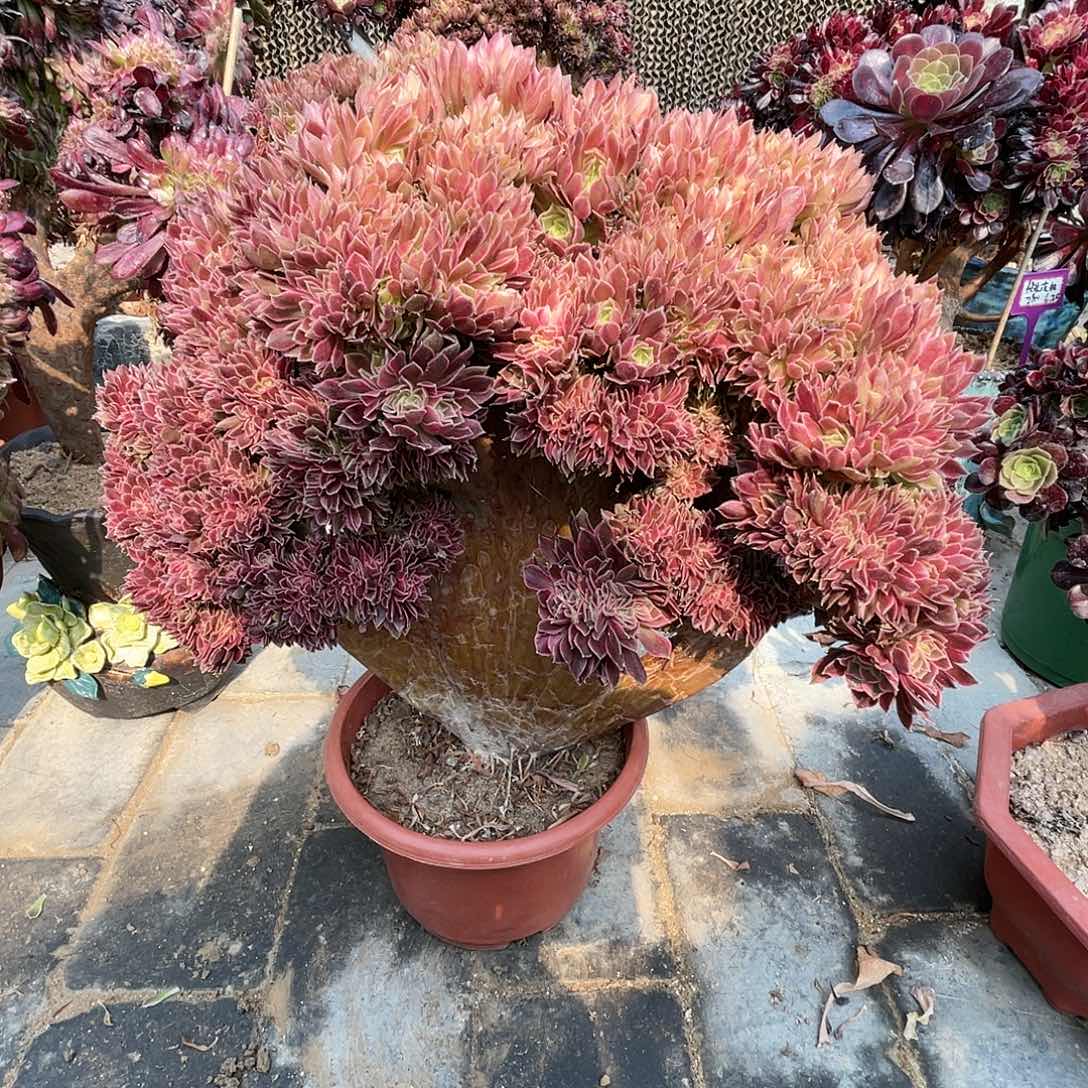 【闪购商品】无花朵女神缀