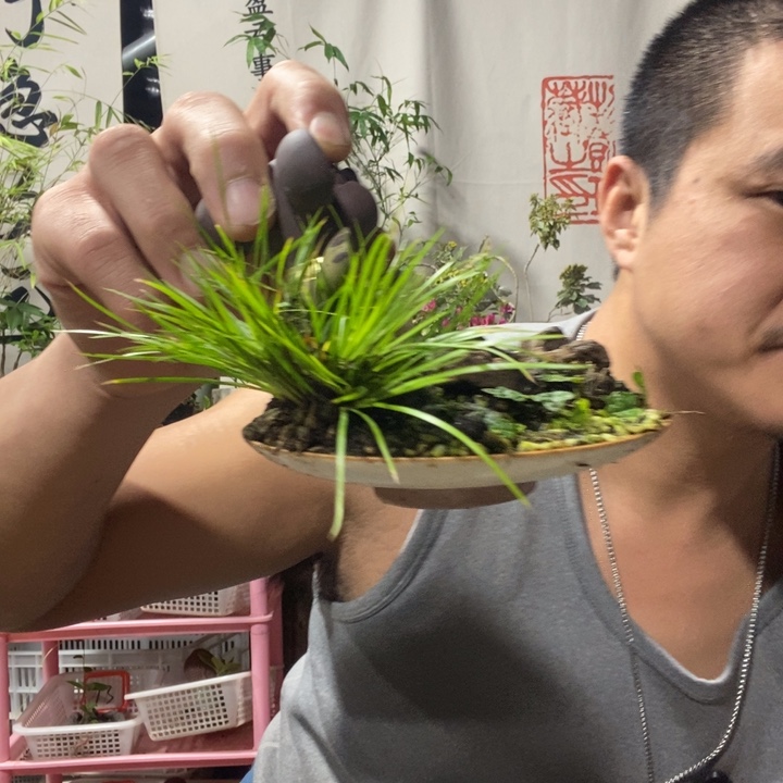 7***7以实际为准盆景绿植盆栽78