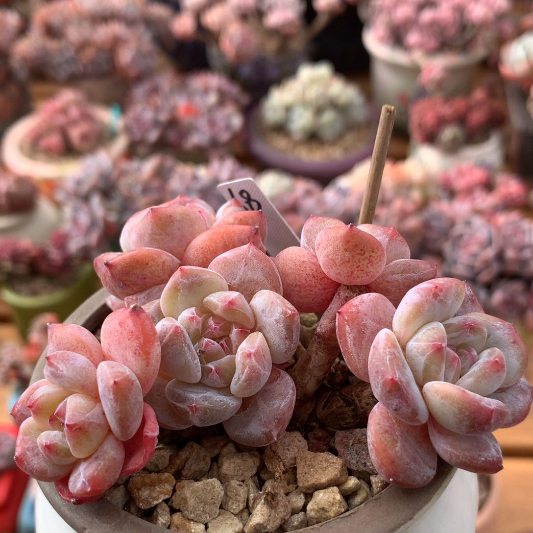 星影一物一拍 017
