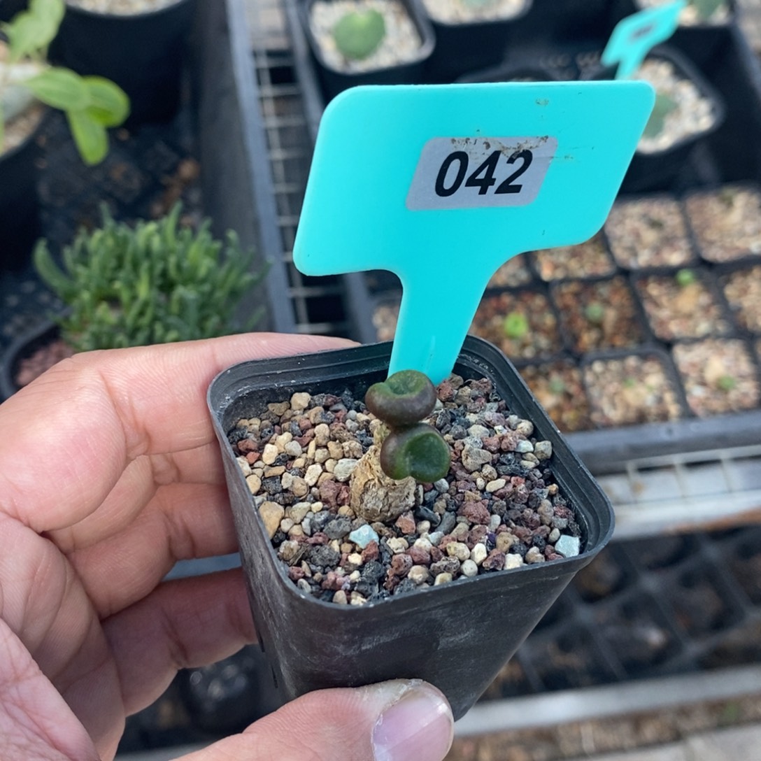 欧宝多肉植物一个