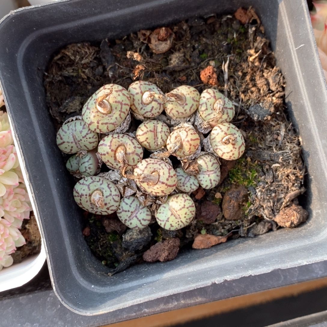 精品多肉一物一拍不包整51