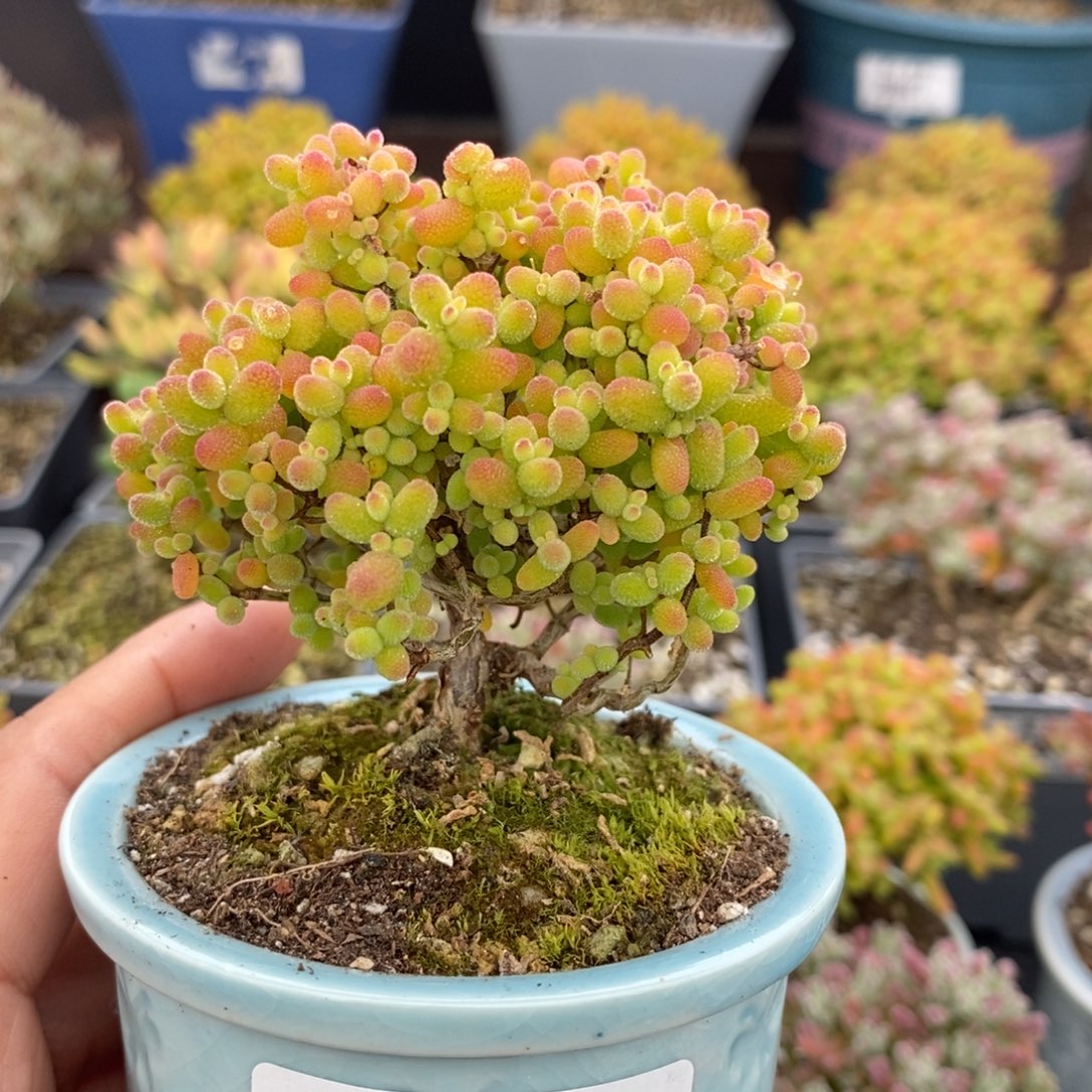 华***女652金桔糖球 。         