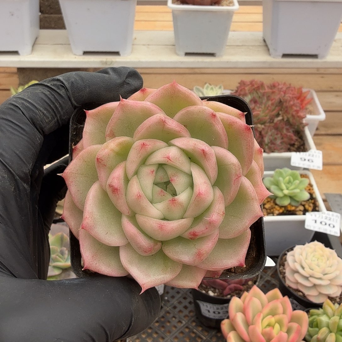 1122-107青草蛋糕锦