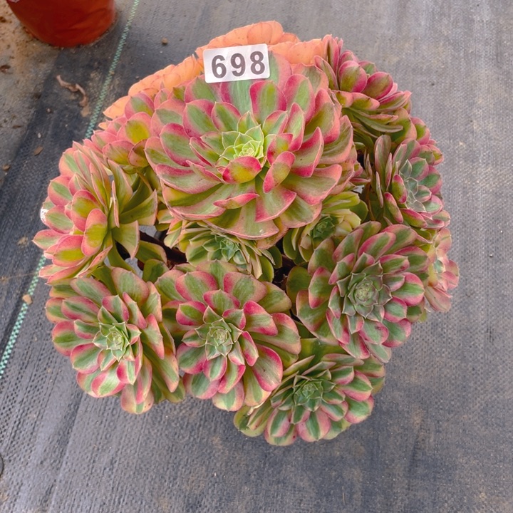 698老庄多肉法师雨荷