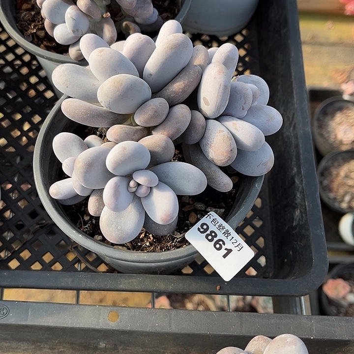 阿雅园艺。       9861奶酪