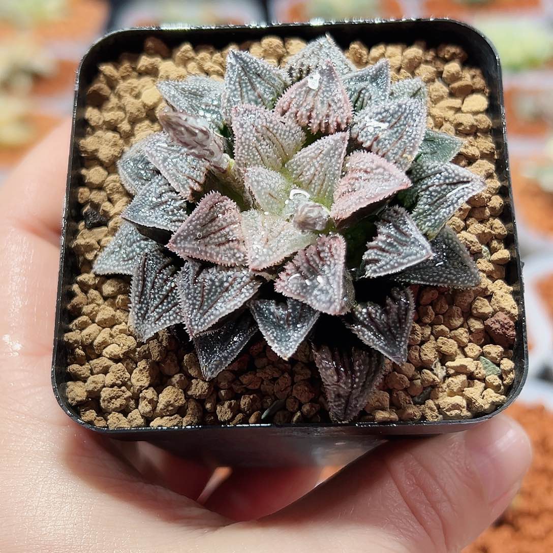 霞**烂十二卷多肉实生寿