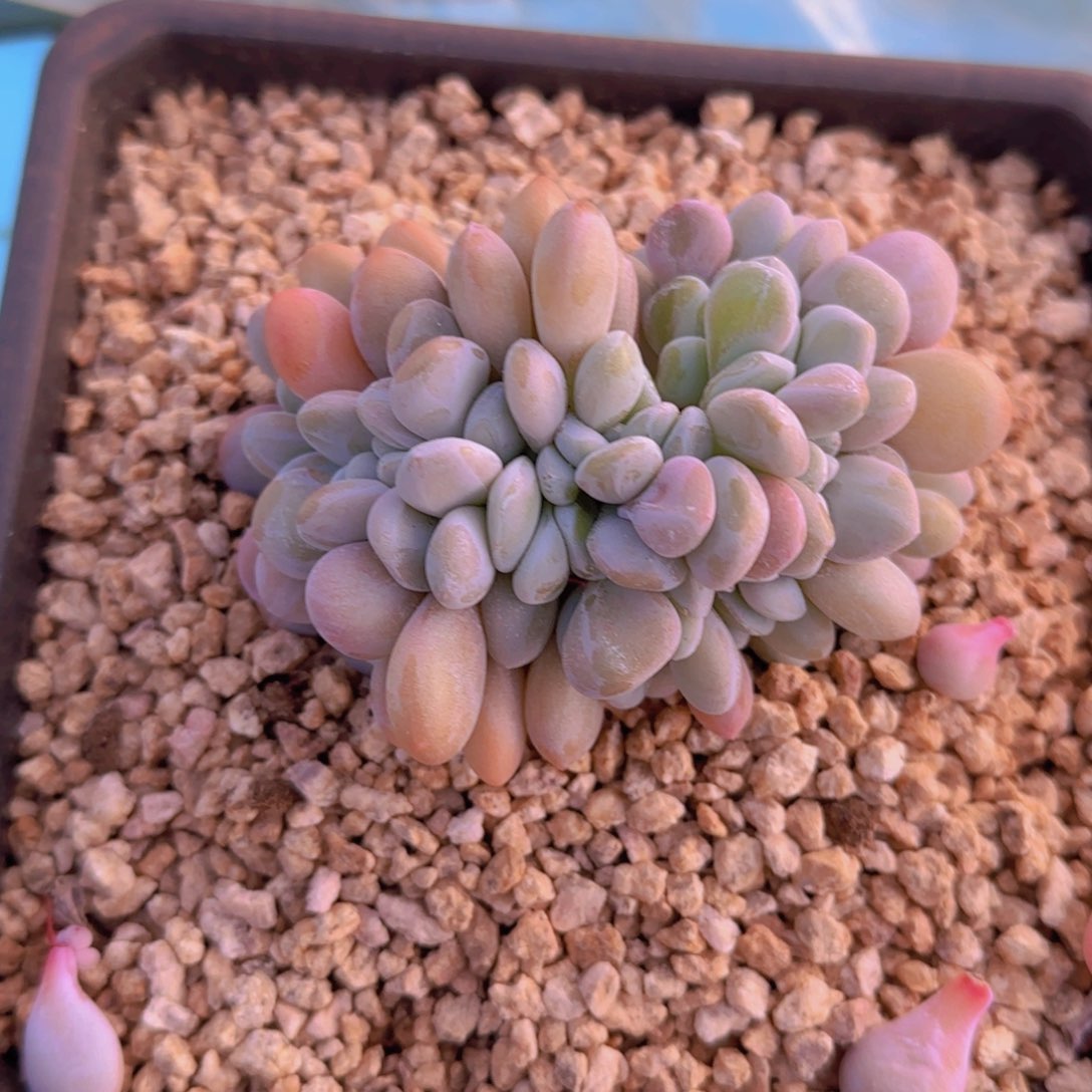 粉兔福利111111111111