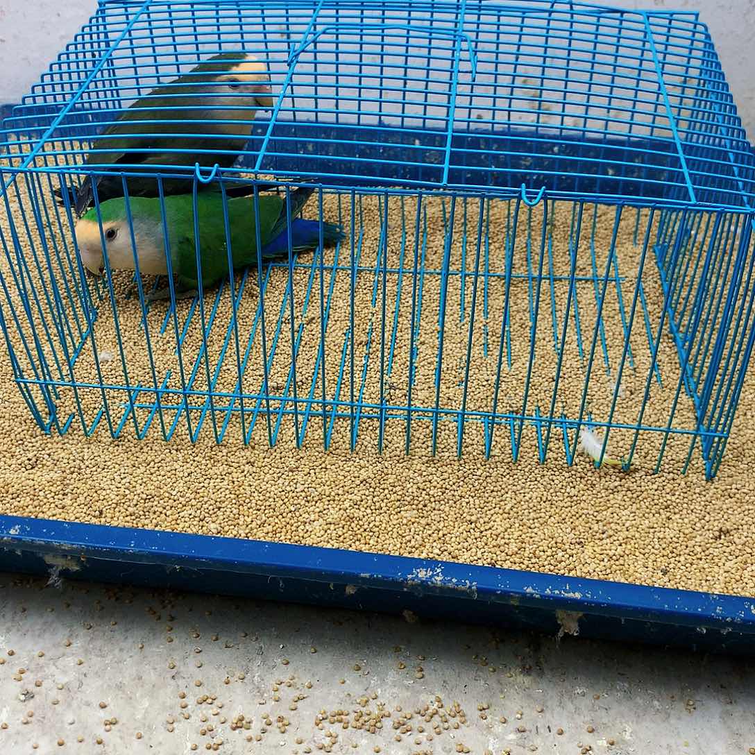 小***装虎皮鹦鹉牡丹一如