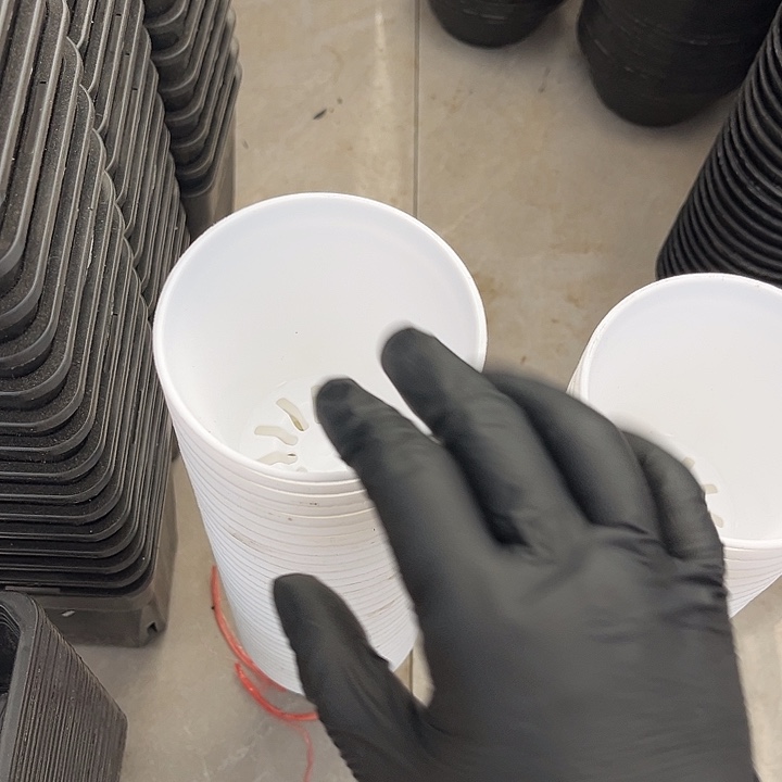 白万象口9高9一组20个