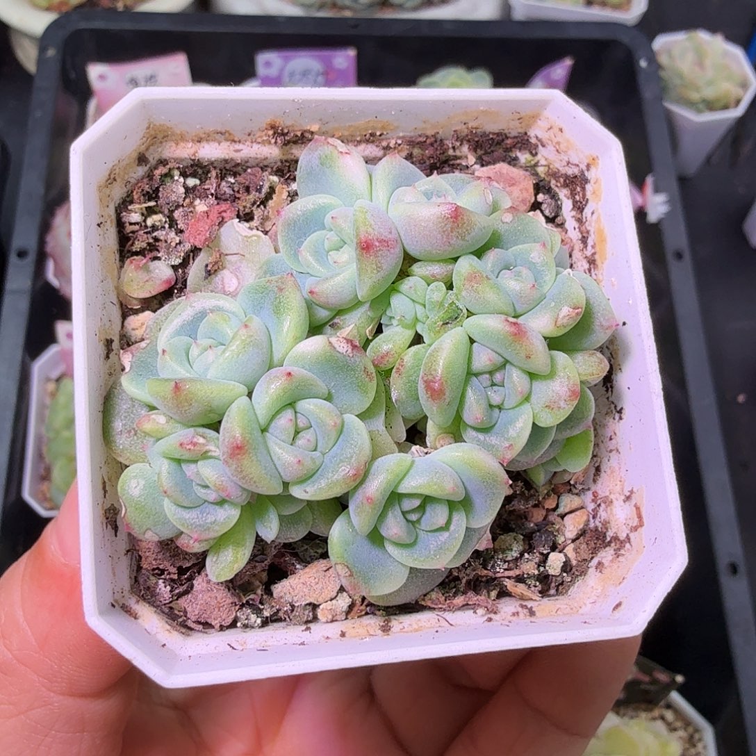 秃子甜心多肉群生13头起