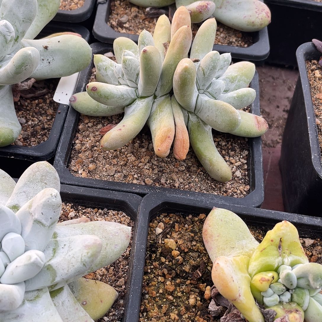 晨溪园艺仙女杯呀