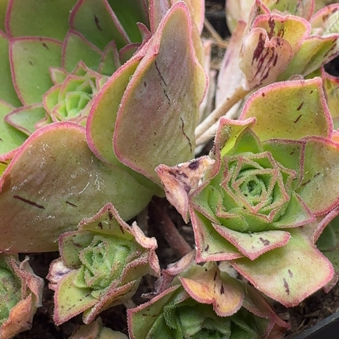 楹楹-159-冠幅 6CM