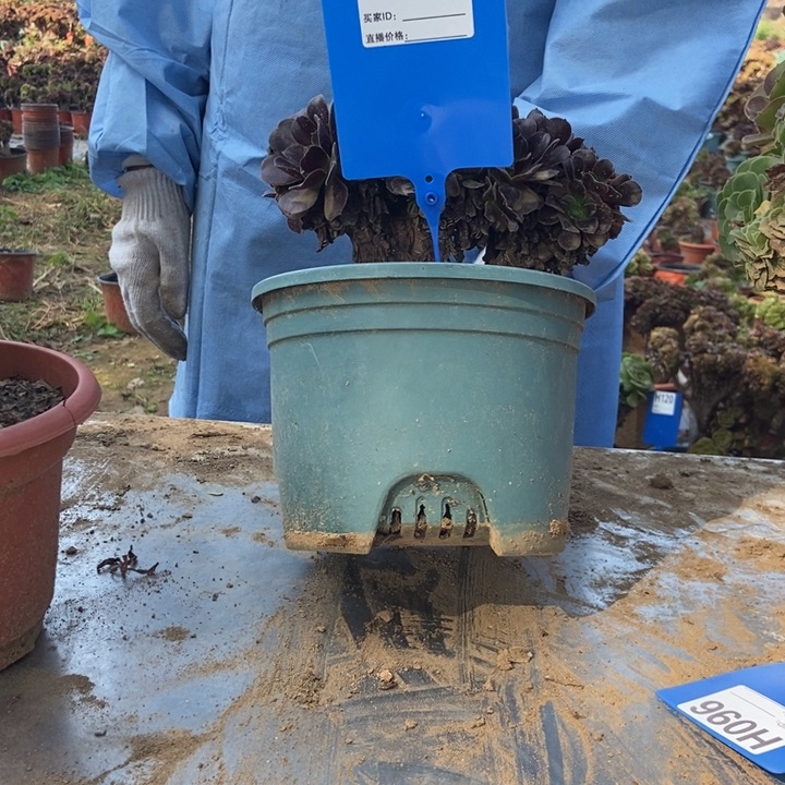 裴***子H054欧紫缀化老桩