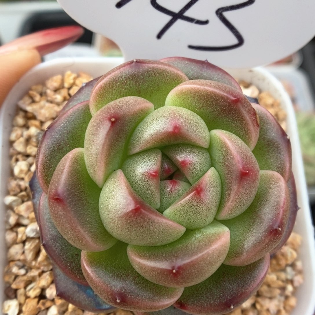 暮云新品可拍943号。 