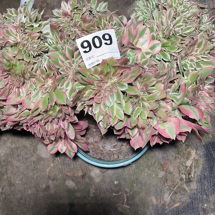 虐***心909女巫缀一颗3-5花