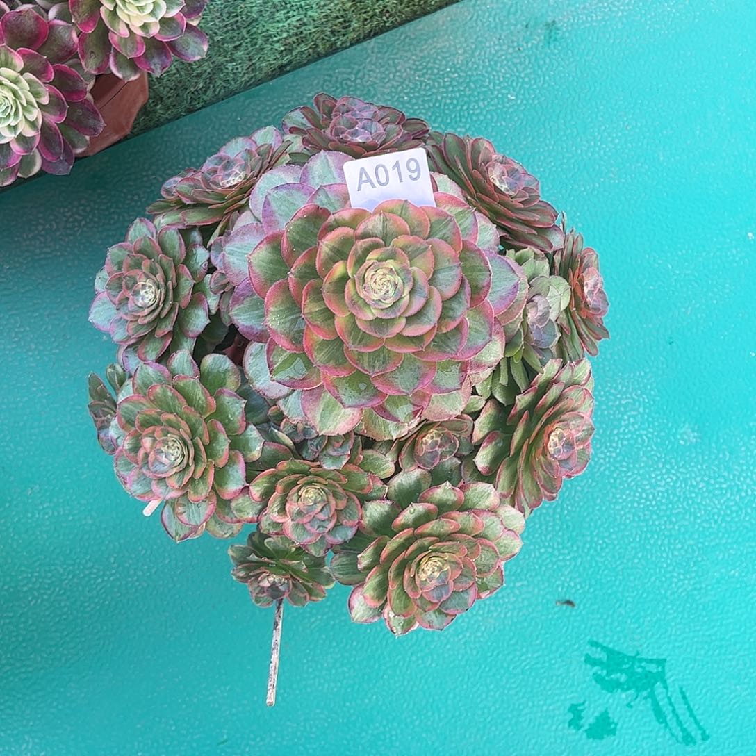 小***美多肉火狐0000000019