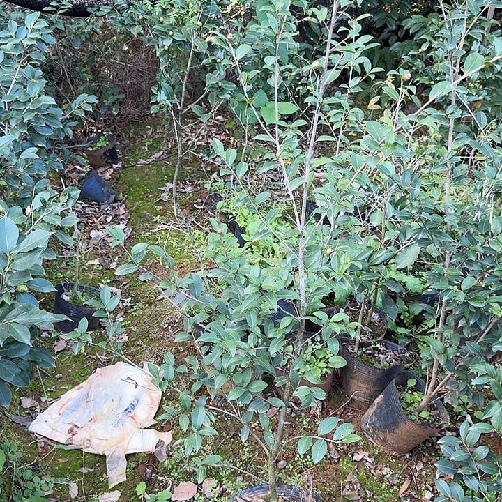 完全开放英八茶梅1米