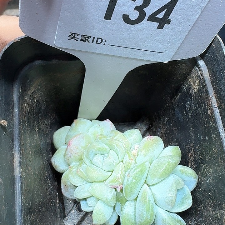 冰玉多肉植物5头134