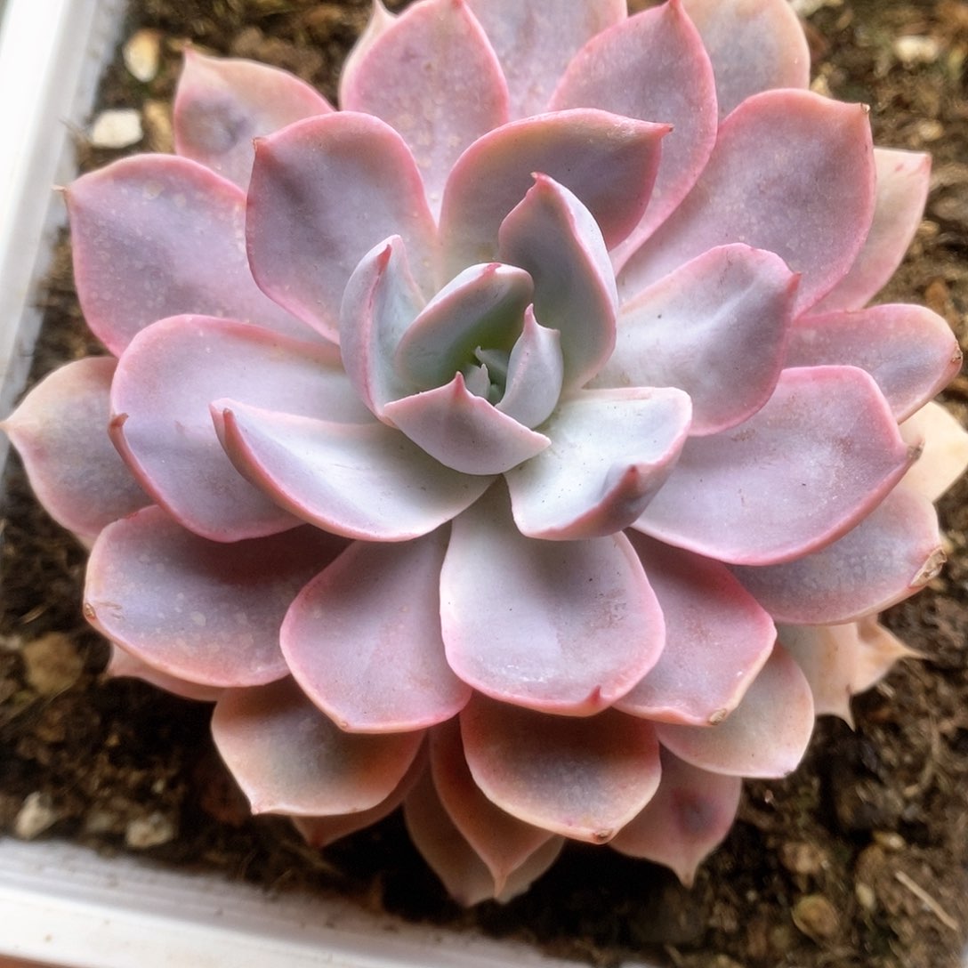 279锦锦锦锦锦锦锦