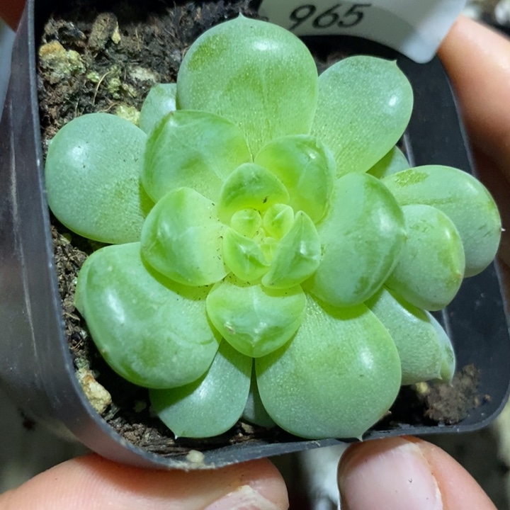 标签965黄胖子一个多肉